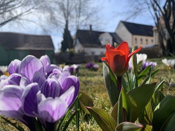 Close-up of purple crocus flowers