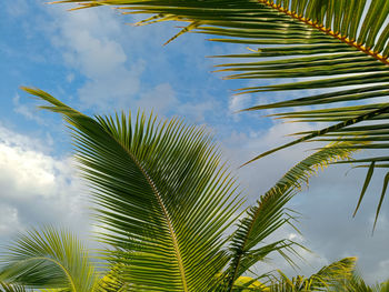 Low angle view of palm tree against sky