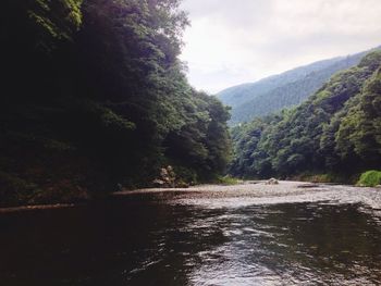 Scenic view of river in forest