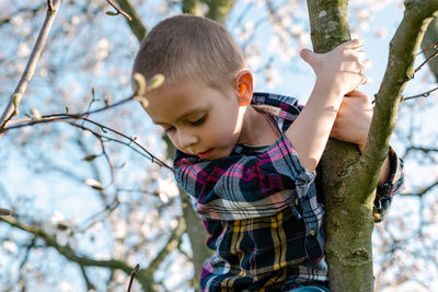 A boy hangs on a branch of a blossoming magnolia tree and looks down.