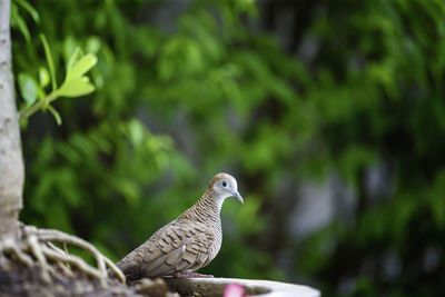 Close-up of bird perching on a plant