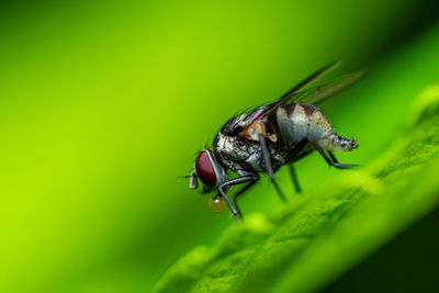 Close up a fly on green leaf and nature blurred background, common housefly, colorful insect.