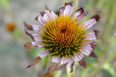 Close-up of wilted flower