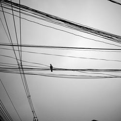 Low angle view of bird perching on power line against clear sky