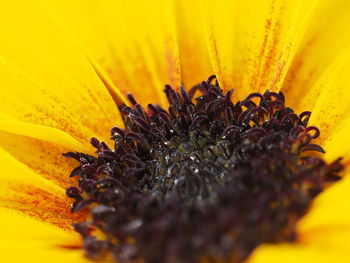 Extreme close-up of sunflower