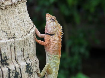 Close-up of lizard on tree trunk