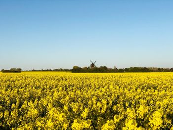 Scenic view of oilseed rape field against clear sky