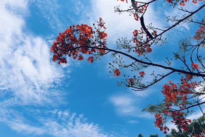 Low angle view of cherry tree against blue sky