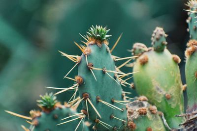 Close-up of prickly pear cactus