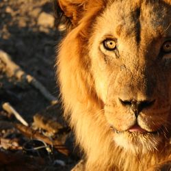 Close-up of lion