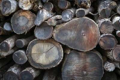 Full frame shot of logs in forest