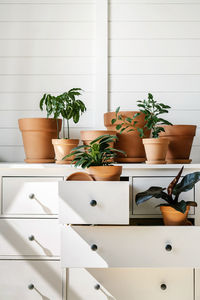 Potted plant on table at home