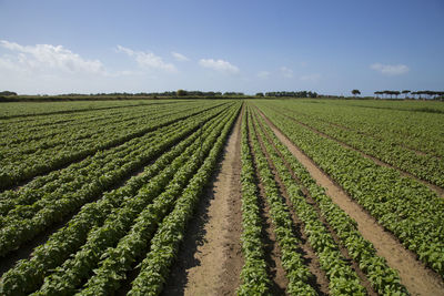 Scenic view of agricultural field