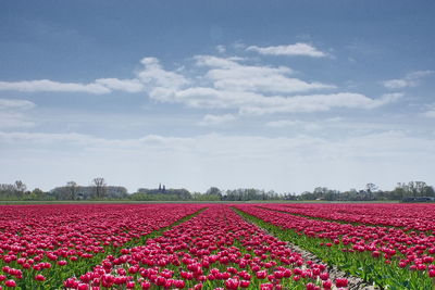 Red flowering plants on field against sky