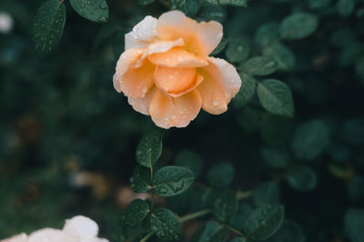 Close-up of white flowering plant