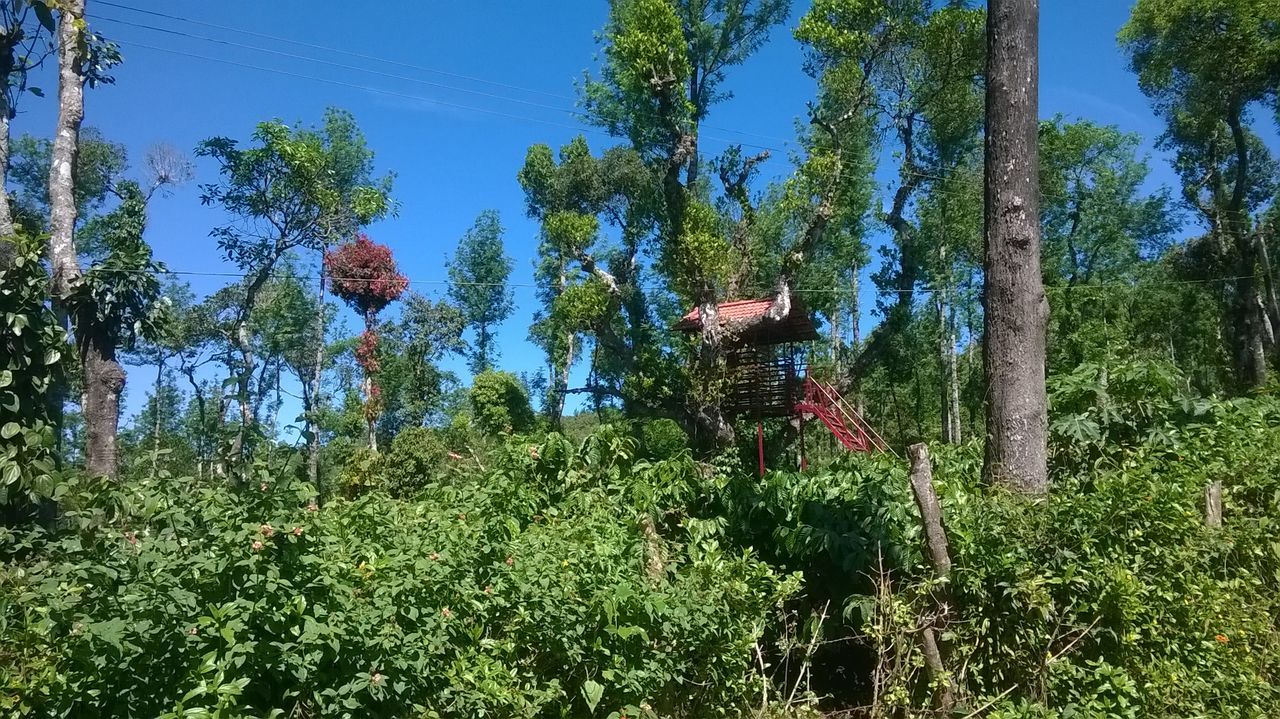 plant, tree, growth, nature, flower, sky, green, forest, day, beauty in nature, land, blue, woodland, low angle view, natural environment, outdoors, no people, tranquility, sunlight, vegetation, shrub, garden, clear sky, scenics - nature, tranquil scene