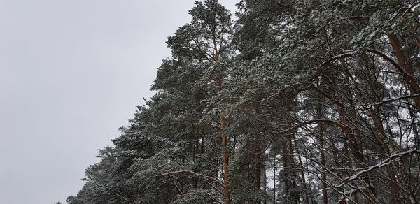 Low angle view of trees against clear sky