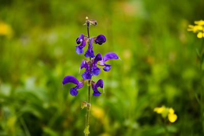 Close-up of purple flowering plant on field