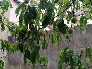 Close-up of fruits growing on tree