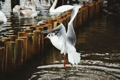 Close-up of white heron against lake