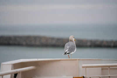 Seagull perching on railing against sea