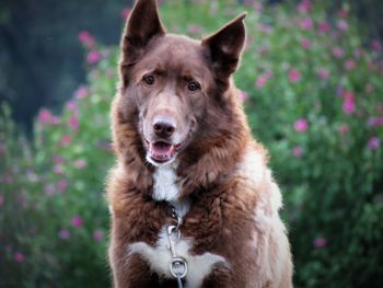 Close-up portrait of dog