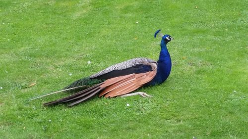 Peacock on field