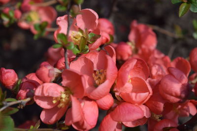 Close-up of pink flowering plants