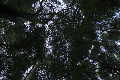 Low angle view of trees in forest