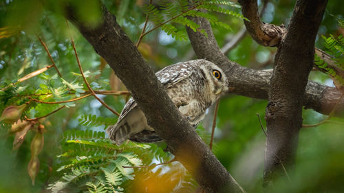 Bird perching on a tree