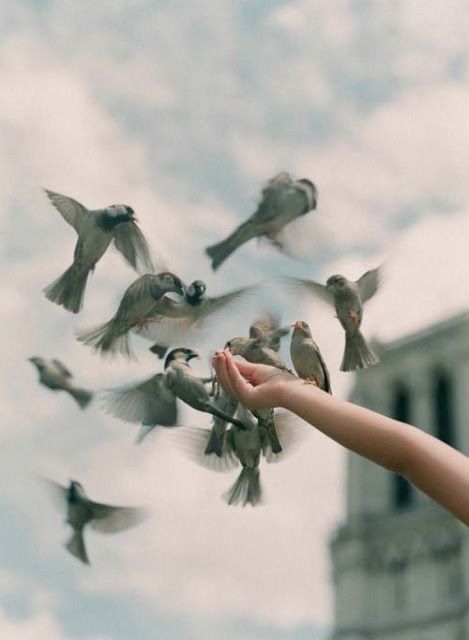 BIRDS FLYING OVER WHITE BIRD