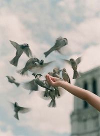 Birds flying against blurred background