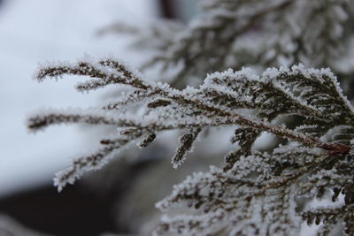 Close-up of frozen plant during winter