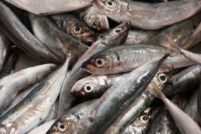 Close-up of fish for sale in market