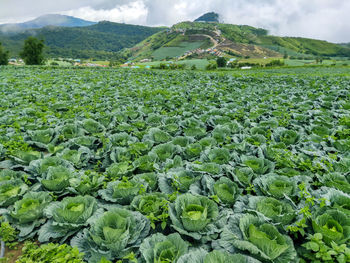 Scenic view of corn field