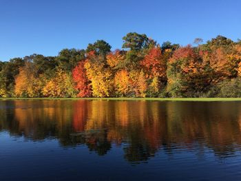 Scenic view of lake by trees in forest against clear sky