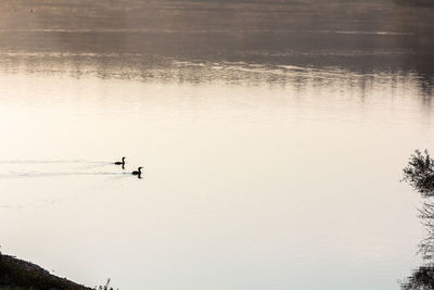 Swan swimming in lake