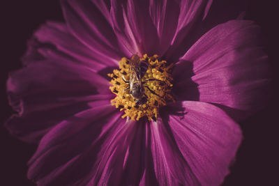Close-up of flower