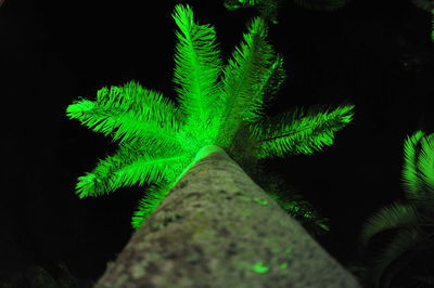 Close-up of leaf against black background