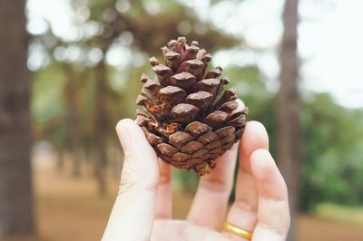 Close-up of hand holding pine cone