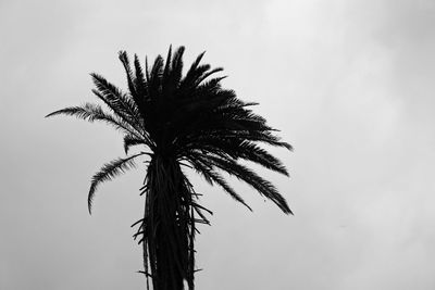 Low angle view of palm tree against sky