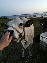 Close-up of cow on field