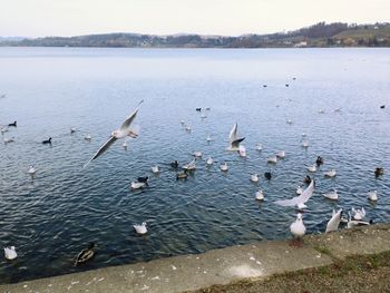 Seagulls flying over lake against sky