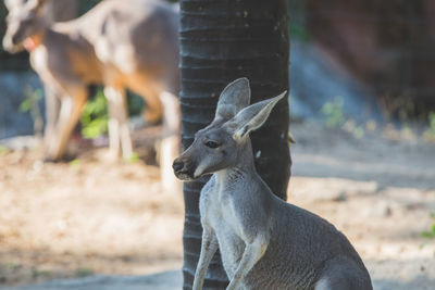 Close up of kangaroo