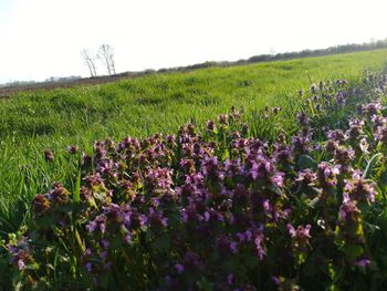 Purple flowering plants on field against clear sky