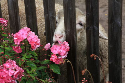 Goat with pink flowers in foreground