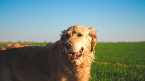 Dog looking away on field