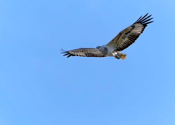 Low angle view of eagle flying against clear blue sky