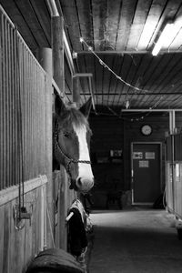 View of horse in stable