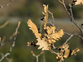 Close-up of dried leaves on plant